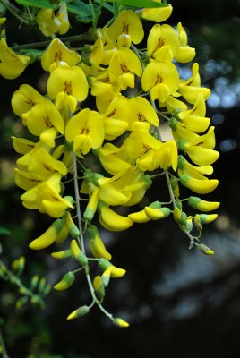 Laburnum anagyroides - štědřenec odvislý - květ